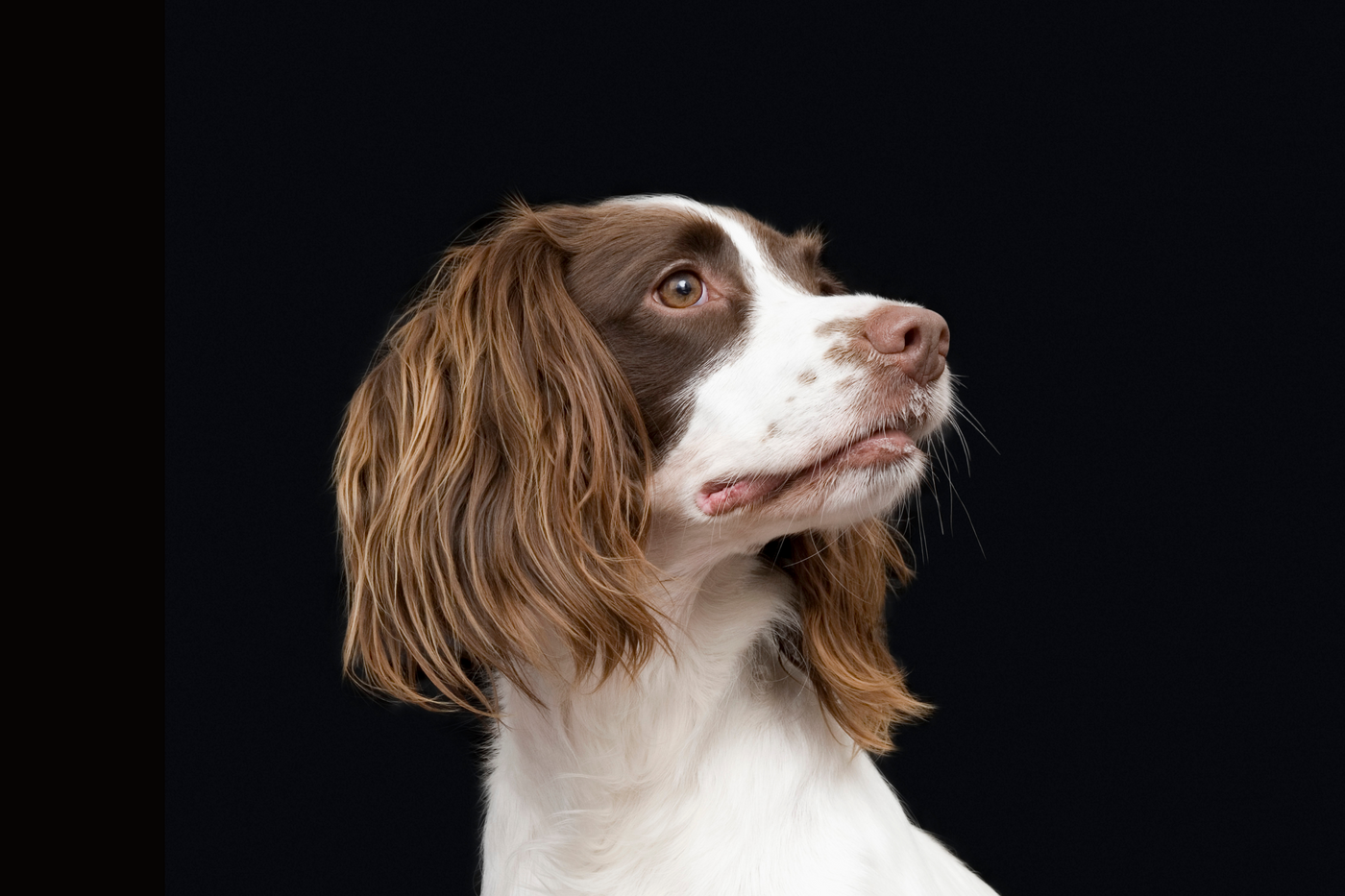 English Springer Spaniel