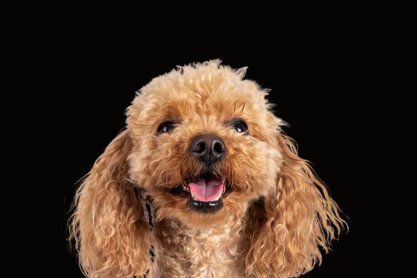 Poodle
