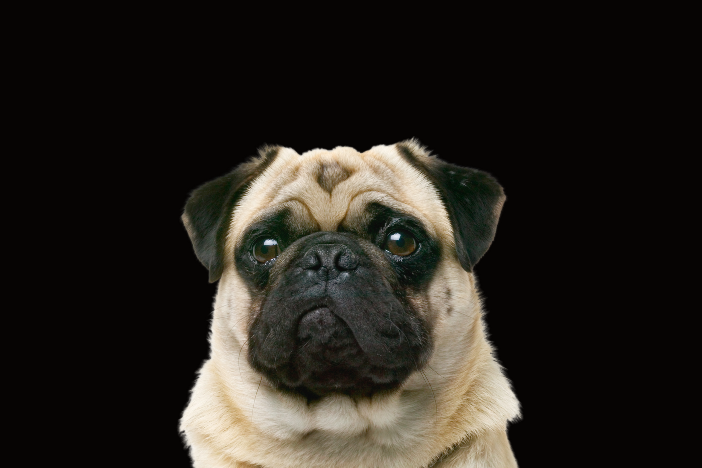 Pug