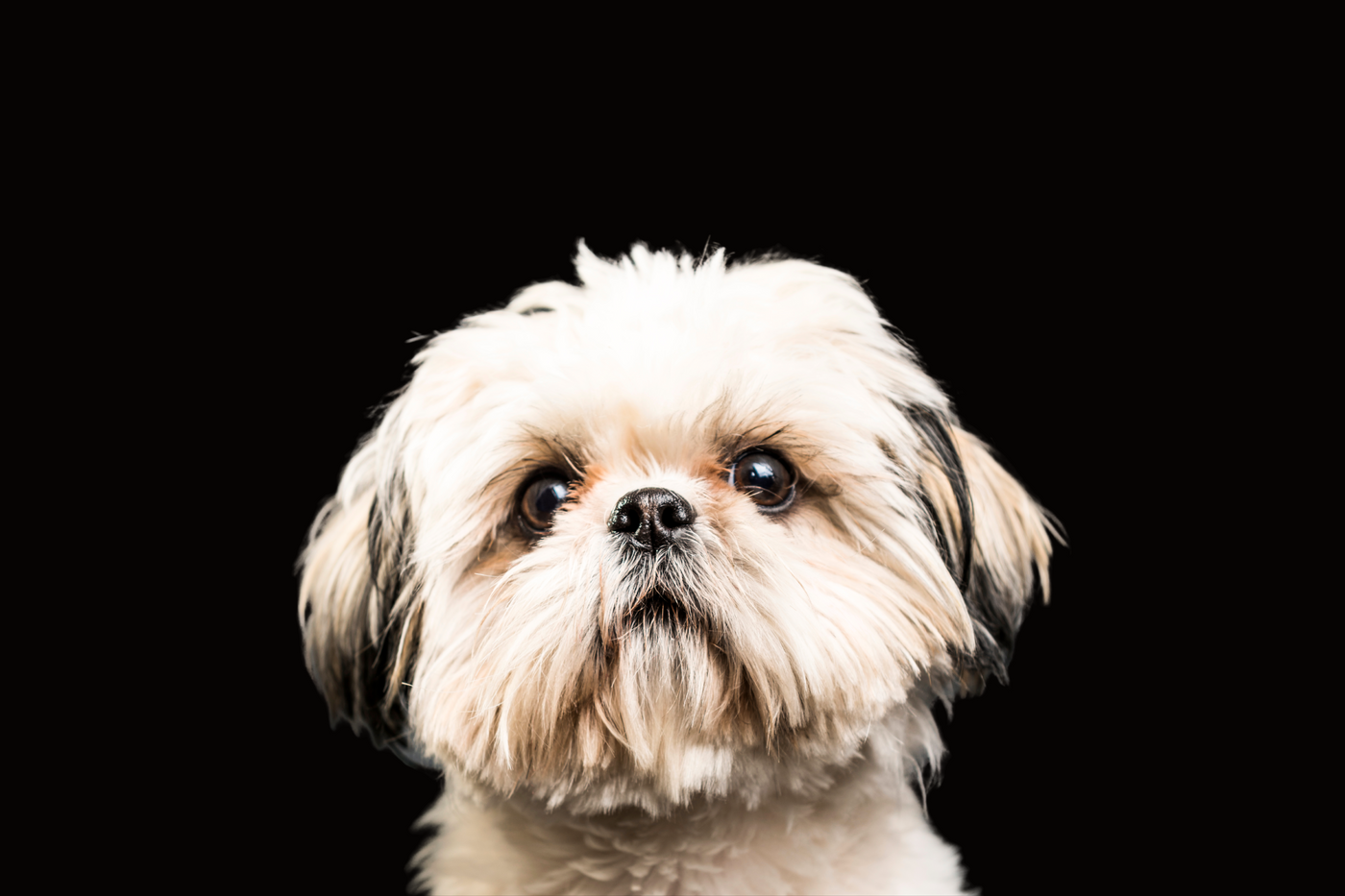 Shih Tzu