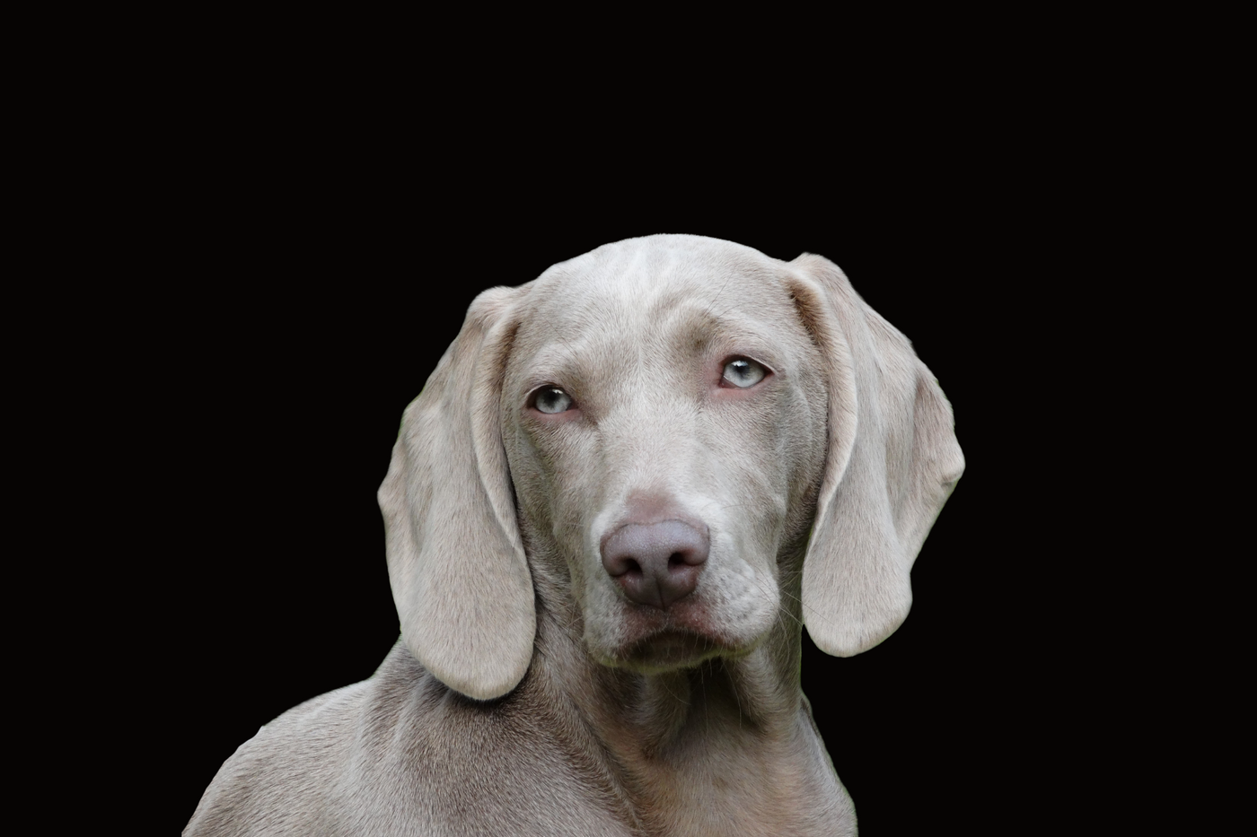 Weimaraner