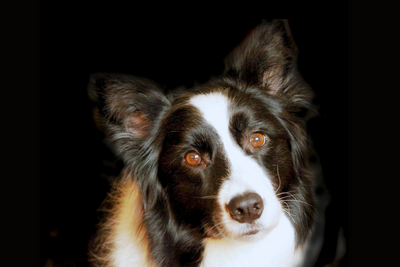 Border Collie Things | Border Collie Gifts