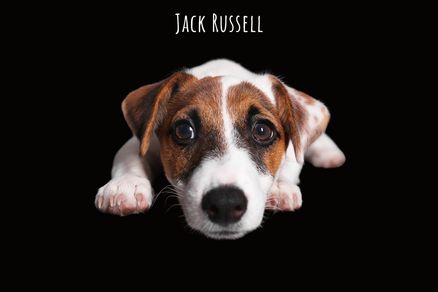Jack russell stickers