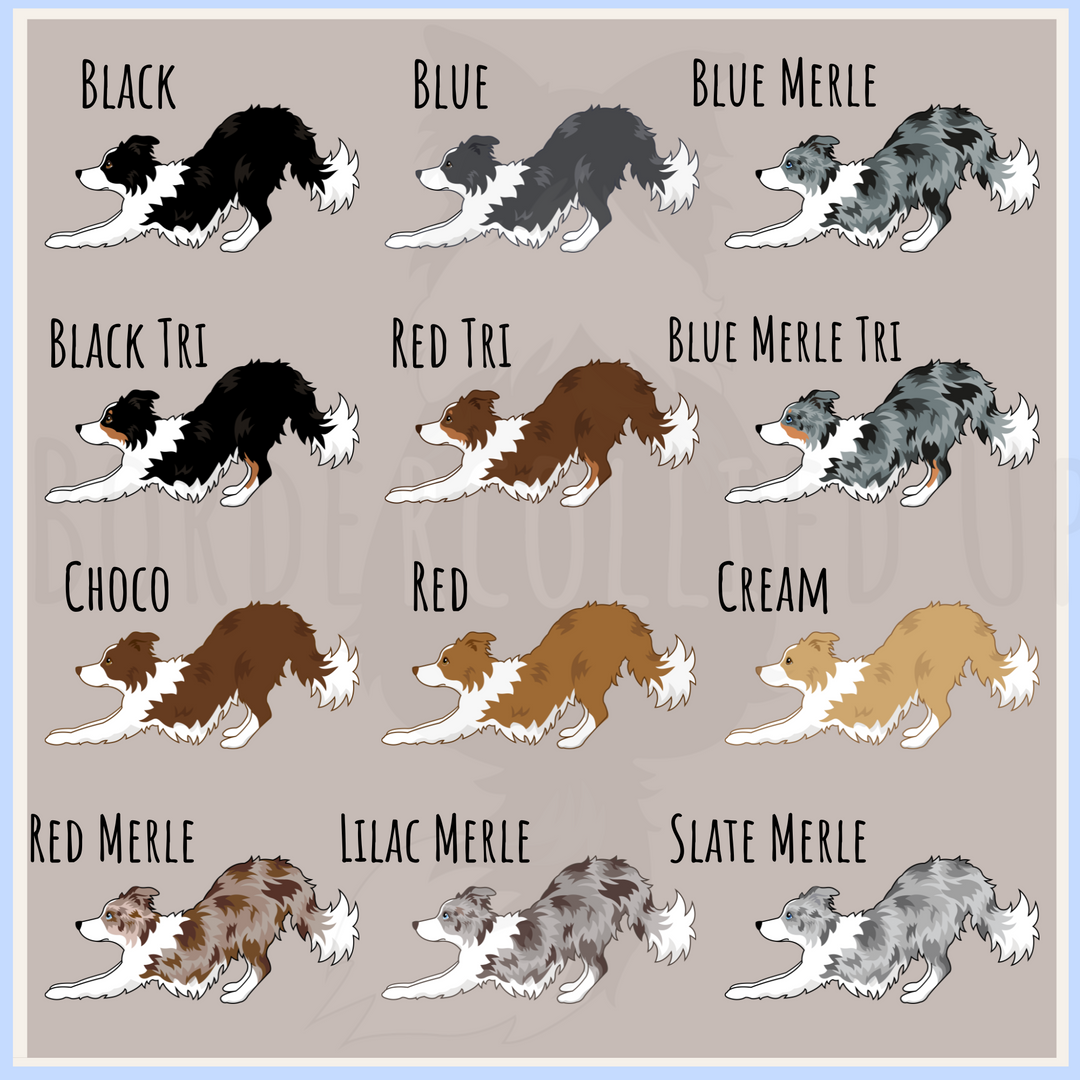 Border Collie Color Chart