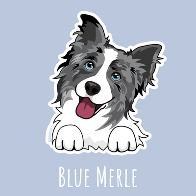 blue merle border collie sticker